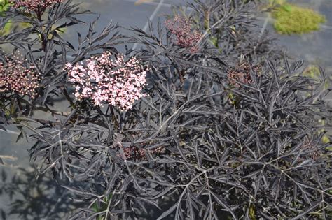 Juoduogis šeivamedis Black Tower Sambucus Nigra