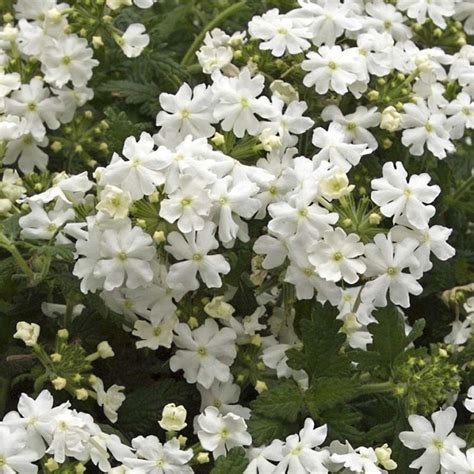 Verbena Virgo White Verveine des jardins blanc pur à tiges trainantes