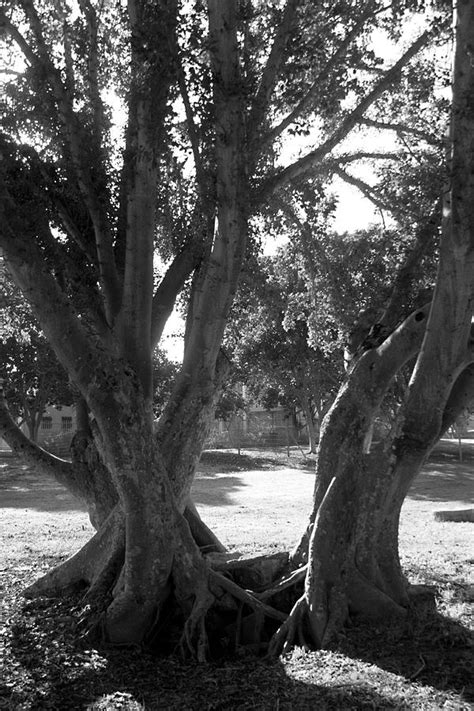 Black And White Trees Photograph By Tanya Goldstein Fine Art America