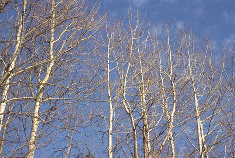 Populus Tremuloides Quaking Aspen Quaking Poplar Go Botany