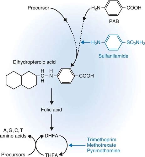 Microbiology Chapter 5 Biological Basis For Antibacterial Action