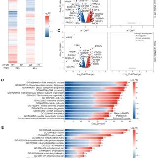 Rapamycin Alters Gene Expression Exclusively Via MTOR Inhibition 378