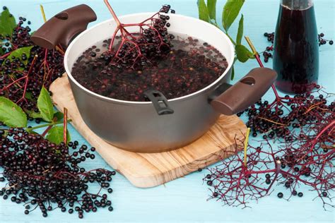 Benefits Of Elderberry Juice Concentrate Health Benefits