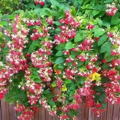 Madhumalti Creeper New Double Petals Rangoon Creeper Combretum Indicum