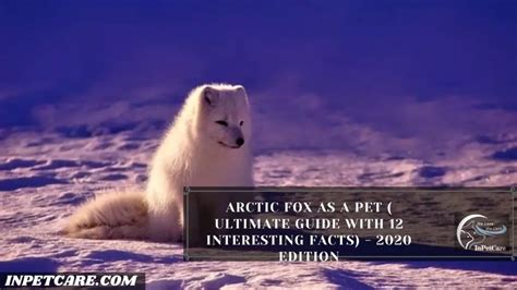 Arctic Fox As A Pet: A Complete Guide (With Pictures)