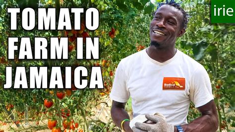 Product Of Jamaica The Most Delicious Jamaican Tomatoes 🍅 Youtube