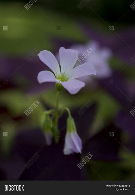 Purple Oxalis Image & Photo (Free Trial) | Bigstock