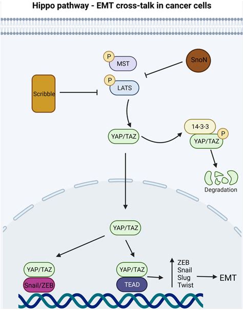 Hippo Pathway Off In Cancer Cells Yap Taz Enter The Nucleus And Form Download Scientific