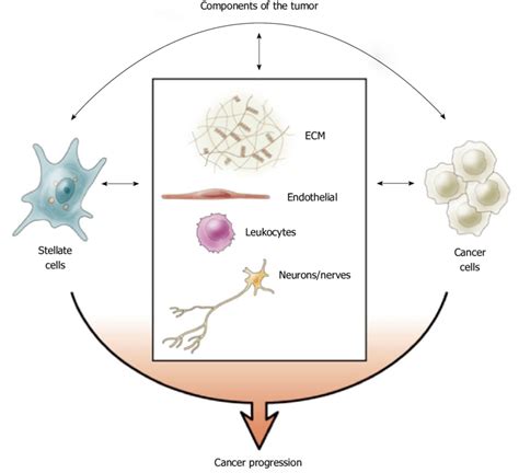 Tumour Components The Stromal Reaction Of Pancreatic Ductal