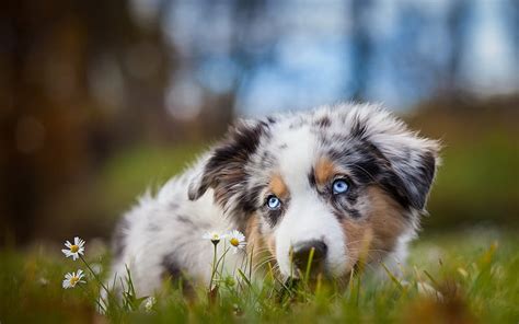 Australian Shepherd Chamomile Lawn Cute Aussie Bokeh Pets Dogs