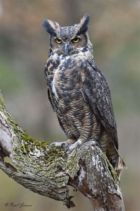 Great Horned Owl Great Horned Owl Owl Photography Horned Owl