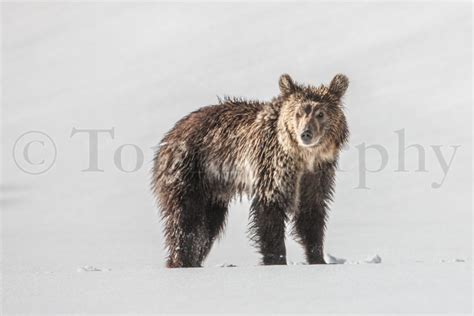 Grizzly Bear Snow – Tom Murphy Photography