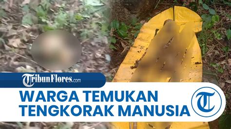 Warga Eputobi Temukan Tengkorak Manusia Di Desa Lewoingu Flores Timur