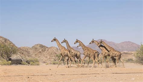 Central Kalahari Safari Packages - Activities & Attractions