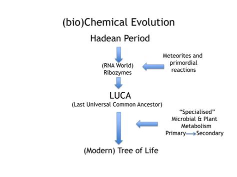 origins  evolution  bioactive molecules chemical signalling