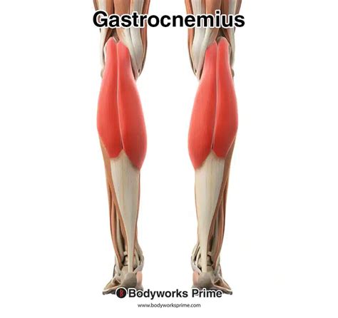 Gastrocnemius Muscle Anatomy Bodyworks Prime