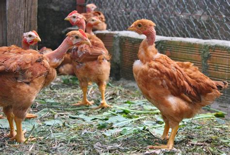 Turken Naked Neck Chicks For Sale Cackle Hatchery