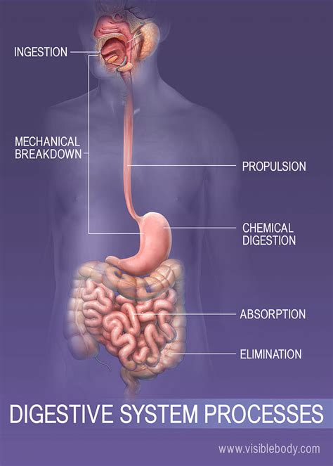 A&P - Digestion: Ingestion, propulsion, digestion, absorption, elimination Diagram | Quizlet