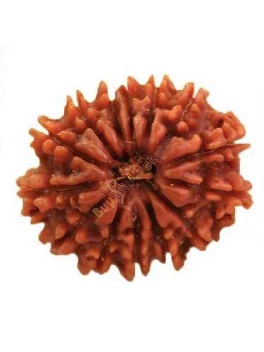 Original 14 Mukhi Nepali Rudraksha Bead With Lab Certificate 14 मुखी