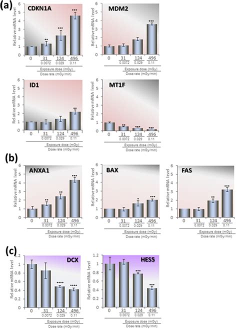 Confirmation Of Radiation Dose Dependent Gene Expression Of HNPCs By