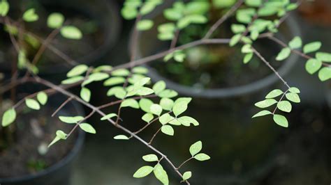 Oficina Propaga O De Plantas No Jardim Gulbenkian