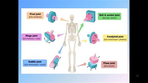 Osteokinematics And Arthrokinematics In Kinesiology Youtube