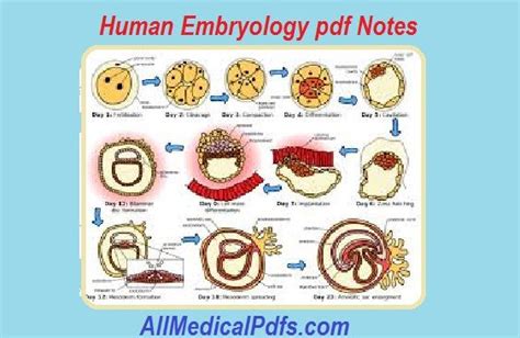 Stages Of Embryology