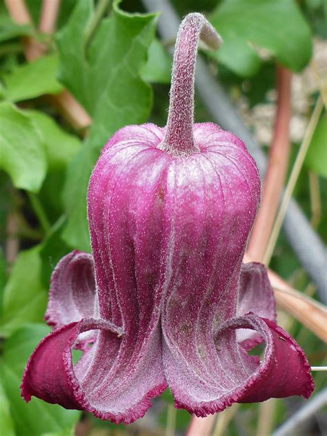 Bell Shaped Flower Photos Of Clematis Pitcheri Ranunculaceae