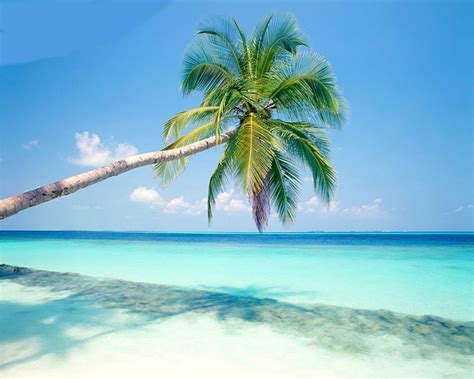 Coconut Tree Near Sea Beach