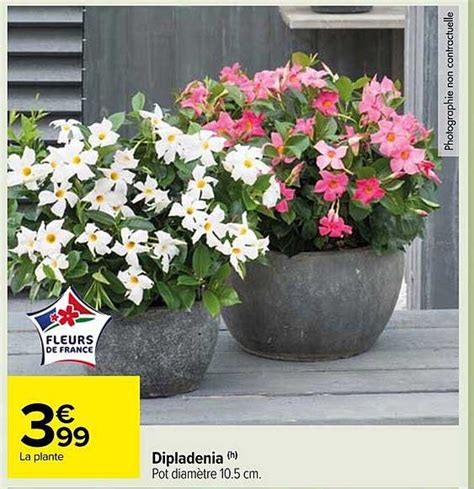 Promo Dipladenia Chez Carrefour Market Icatalogue Fr