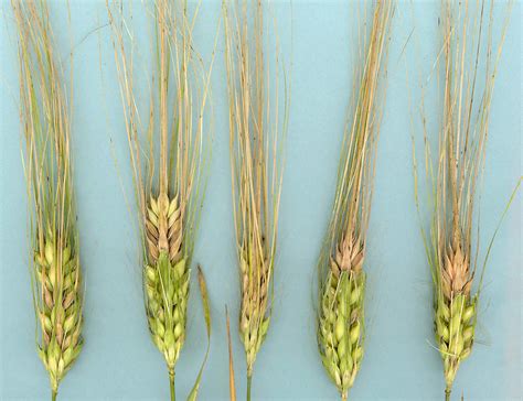 Barley Fusarium Head Blight Department Of Agriculture And Aquaculture