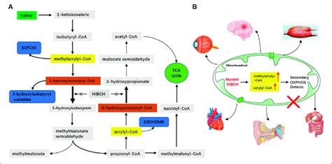 Schematic Representation Of The Valine Metabolic Pathway Involved In