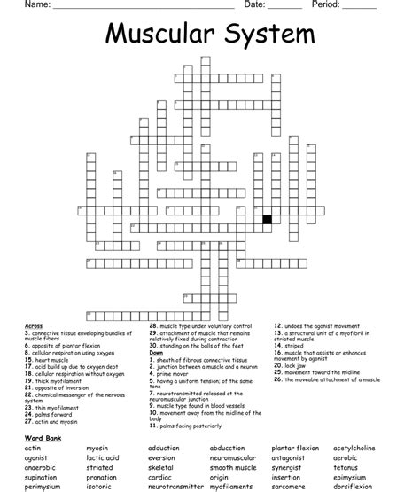 Muscular System Word Search Wordmint