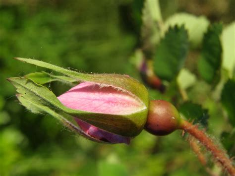 Rose Rosebud Bud Free Photo On Pixabay Pixabay