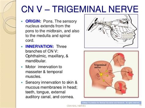 Trigeminal Nerve Test