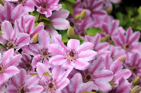 Bougainvillea To Weigela Heres 20 Marvellous Shrubs With Pink Flowers