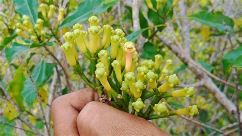 Panen Cengkeh SanZib4r Buah Lebat Satu Pohon 100kg YouTube