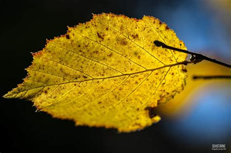 Indian Summer Goldener Oktober Am Schliersee Schliersee Magazin