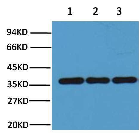 Gapdh Mouse Monoclonal Antibody Rek