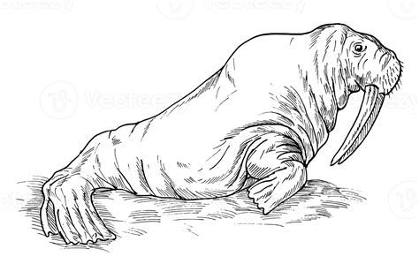 Walrus Drawing Isolated 13145235 Png