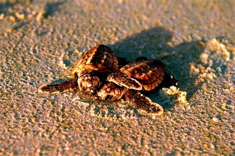 Its Sea Turtle Nesting Season In Fort Myers Visit Fort Myers