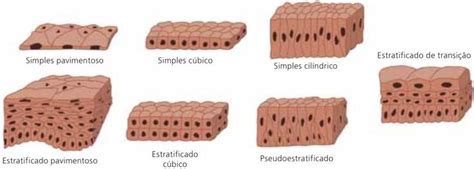 Tecido Epitelial Fun O E Classifica O Cola Da Web