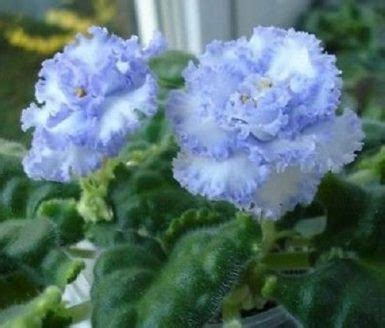 Types Of African Violets African Violets Varieties India Gardening