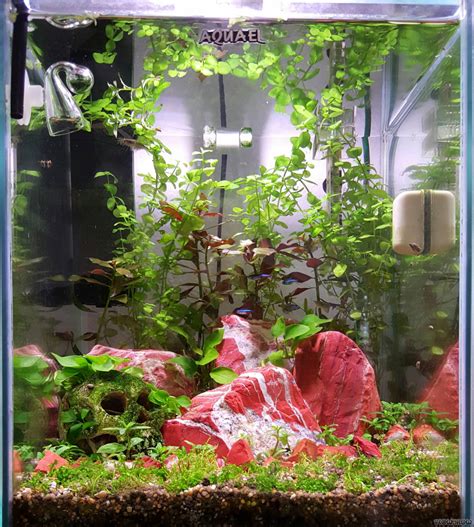 30l Nano Aquarium Flowgrow Aquascape Aquarium Database