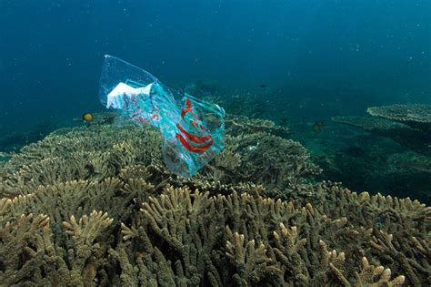 Striking Images Show Plastic Litter In The Worlds Most Remote Coral Reefs