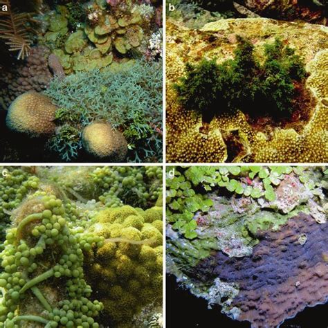 (PDF) Coral Reef Algae