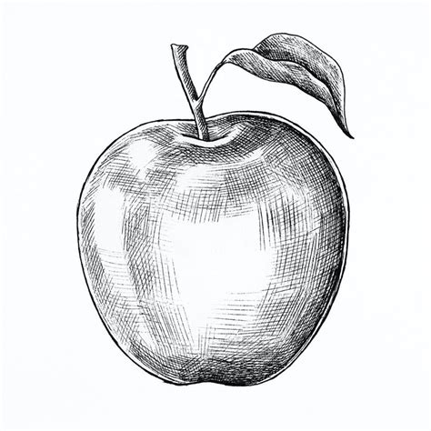 Hand Drawn Fresh Apple Fruit Premium Image By How To