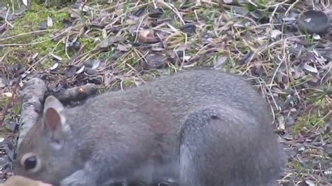 Gray Squirrel With No Tail Youtube