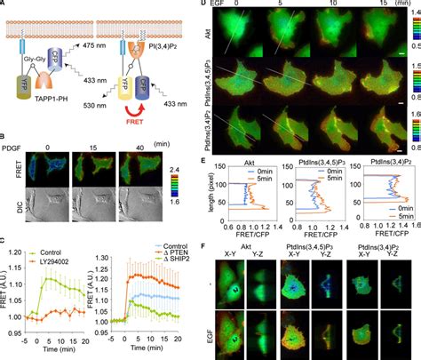 High Akt Activity And Accumulation Of PtdIns 3 4 P 2 In The Nascent