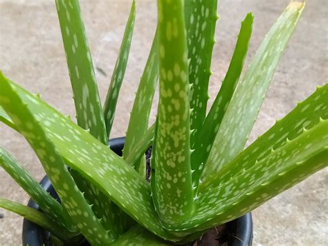 Why Is My Aloe Vera Plant Turning Yellow Green